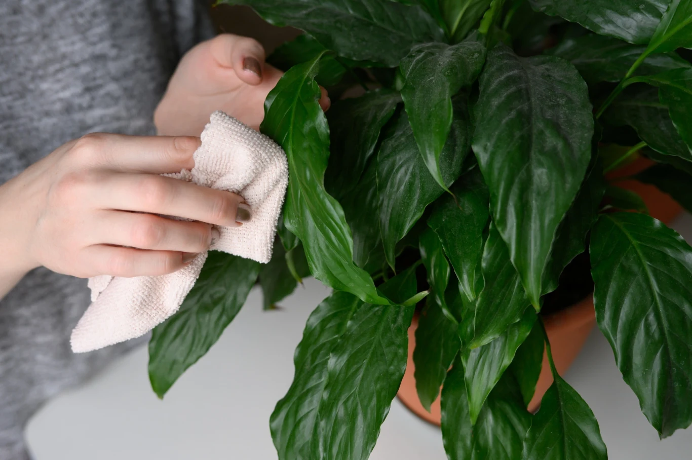 Czyszczenie liści skrzydłokwiaty najlepiej przeprowadzać zwilżoną szmatką lub wacikiem kosmetycznym. 