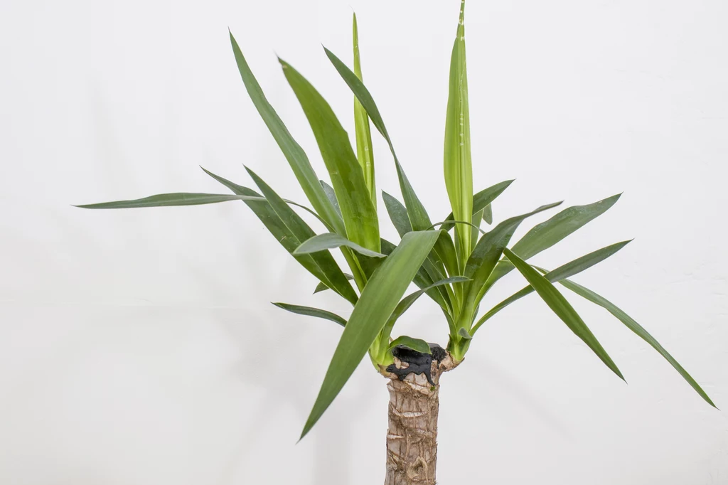 Juka początkowo jest niepozorną rośliną, ale z czasem okazuje się imponująca
