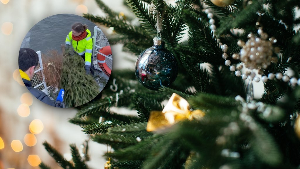 Zaskakujący pomysł na recykling choinek stosuje się w Sztokholmie. Organizacja wędkarska zbiera drzewka, a następnie... wyrzuca je do wody