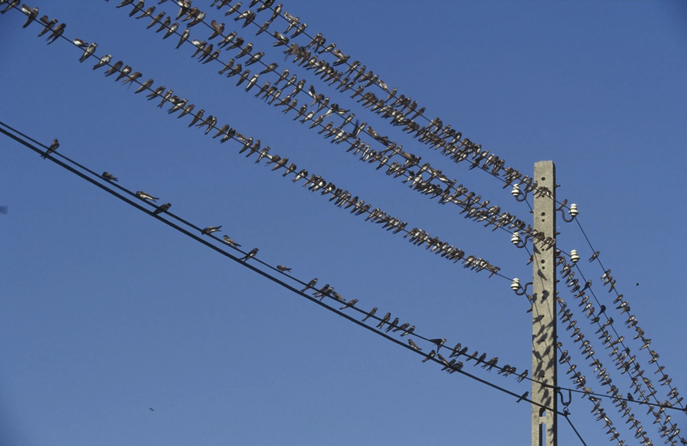 Jaskółki podczas migracji. Dolatują aż do Afryki
