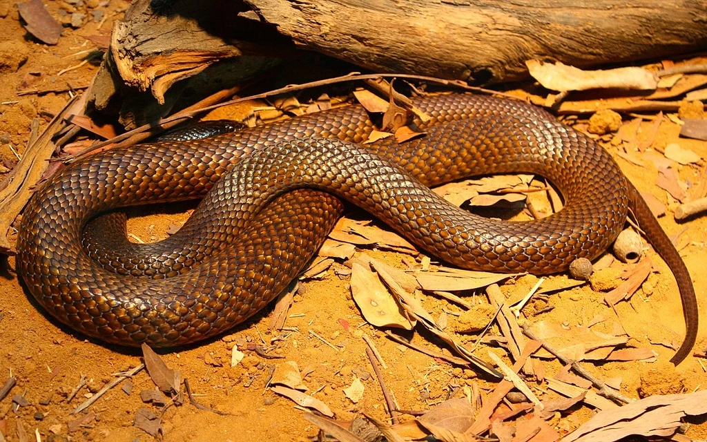 Nibykobra siatkowana powoduje więcej śmierci z powodu ukąszeń niż inne węże w Australii