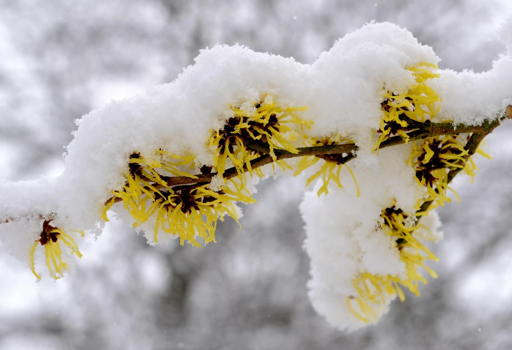 Kwiaty oczaru otulone śniegiem wyglądają wyjątkowo malowniczo