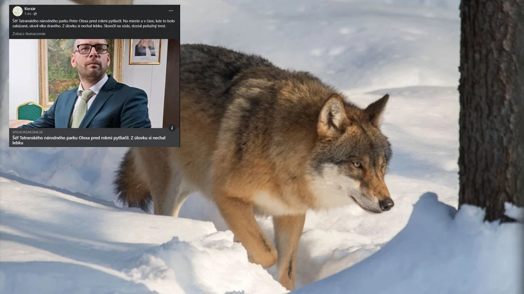 Szef parku narodowego kłusował i zabił wilka. Zrezygnował z funkcji