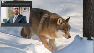 Afera na Słowacji. Szef parku narodowego kłusował, zabił wilka
