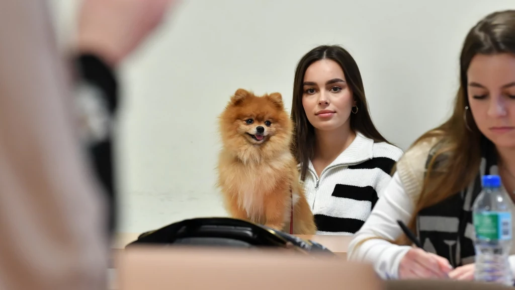 Na Uniwersytet Gdański wybrani studenci i studentki mogą od początku roku przyjść z psem. Trwa badanie, które ma wykazać wady i zalety takiego rozwiązania