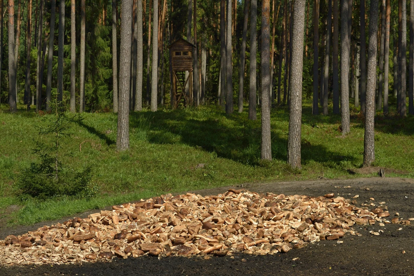 W lasach często można natrafić na wysypane owoce i warzywa. Wysypują je myśliwi, ale czy zawsze zgodnie z prawem?
