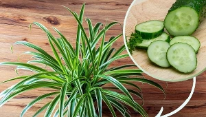 Podlej zielistkę tą domową odżywką i podziwiaj efekty. Rozrośnie się i zakwitnie