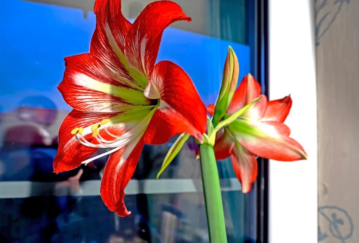 Amarylis może stanowić piękną ozdobę na Boże Narodzenie, jeśli odpowiednio o niego zadbamy