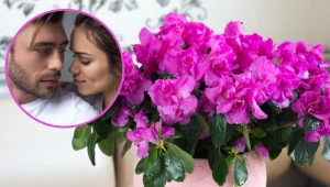 Ta roślina przyciąga miłość. Gdy zakwitnie, nie będziesz narzekać na brak powodzenia