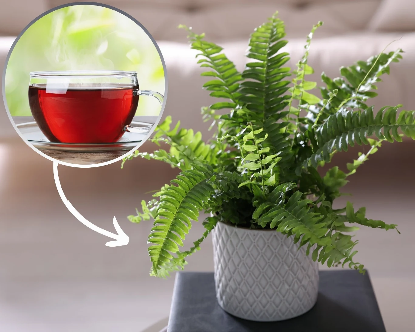 Paprotkę można wzmocnić herbatą. Musi to być jednak odpowiednio przygotowany napar. Paprotkę można wzmocnić herbatą. Musi to być jednak odpowiednio przygotowany napar.