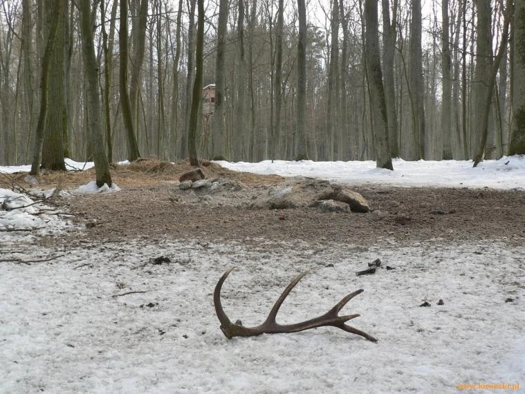 "Niestety nie ma w Polsce skutecznej służby, która by kontrolowała myśliwych. Każde nęcisko, które budzi nasze wątpliwości co do legalności, powinno być zgłaszane pisemnie na policję"