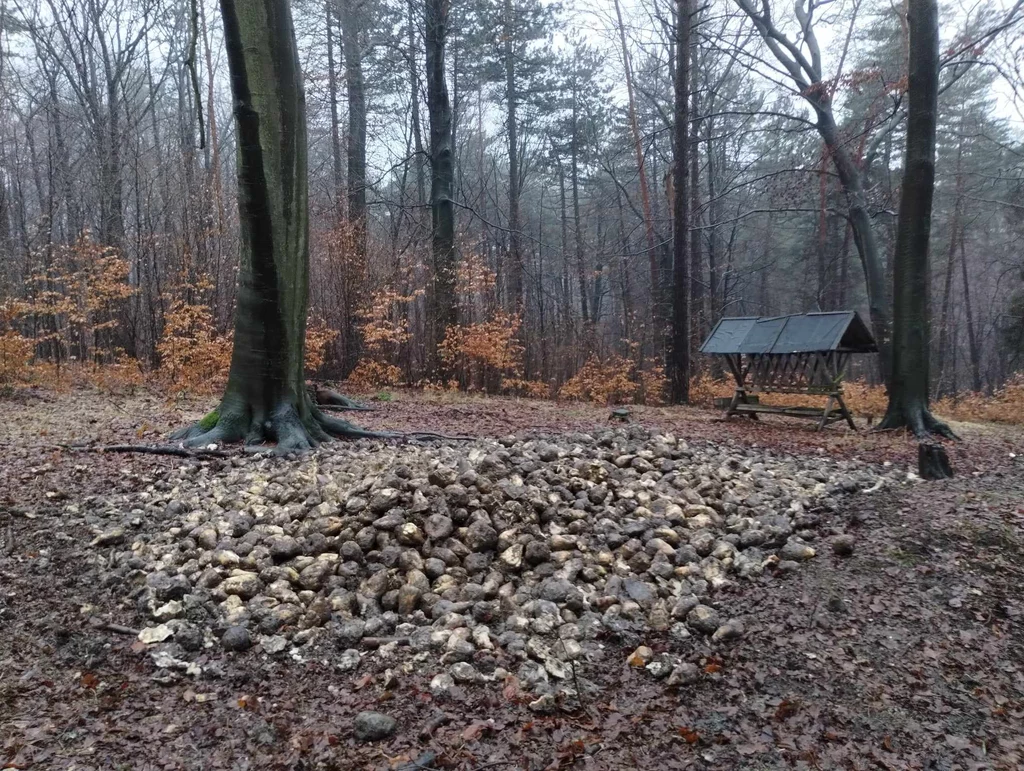 Wysypane jarzyny w lesie to widok powszechny - pojawiają się nęciska. Informują także o nich grupy przyrodników, które żądają uregulowania nęcisk, które ich zdaniem są przejawem łamania prawa.  