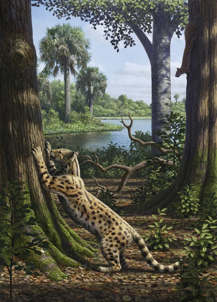 Tak wyglądał Proailurus - oligoceński przodek kotów