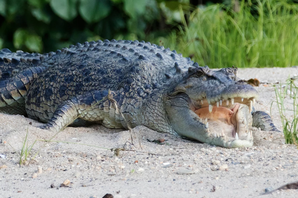 Krokodyl różańcowy jest nie tylko największym krokodylem świata. Najczęściej też atakuje na lądzie