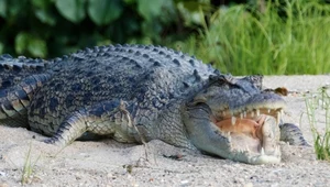 Krokodyl różańcowy jest nie tylko największym krokodylem świata. Najczęściej też atakuje na lądzie