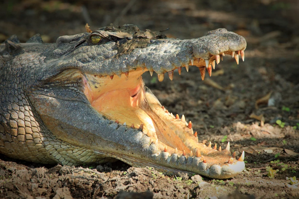 Krokodyl różańcowy może być niebezpieczny dla człowieka