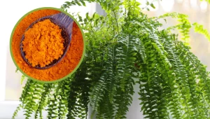 Wyjmij z kuchennej szafki i wsyp do doniczki. Przyprawa za grosze pobudzi rośliny do wzrostu