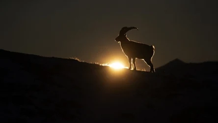 Z powodu globalnego ocieplenia koziorożec alpejski (Capra ibex) zaczyna prowadzić nocny tryb życia. To naraża go na częstsze spotkania z wilkami
