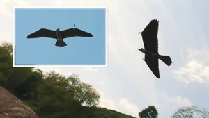 Evolution Eagle - ten wojskowy dron wygląda jak prawdziwy orzeł!