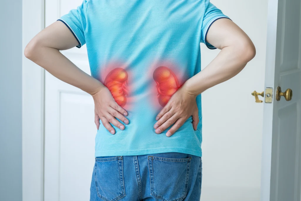 Stworzyli "uniwersalną" nerkę. Krok w stronę transplantologii przyszłości Stworzyli "uniwersalną" nerkę. Krok w stronę transplantologii przyszłości