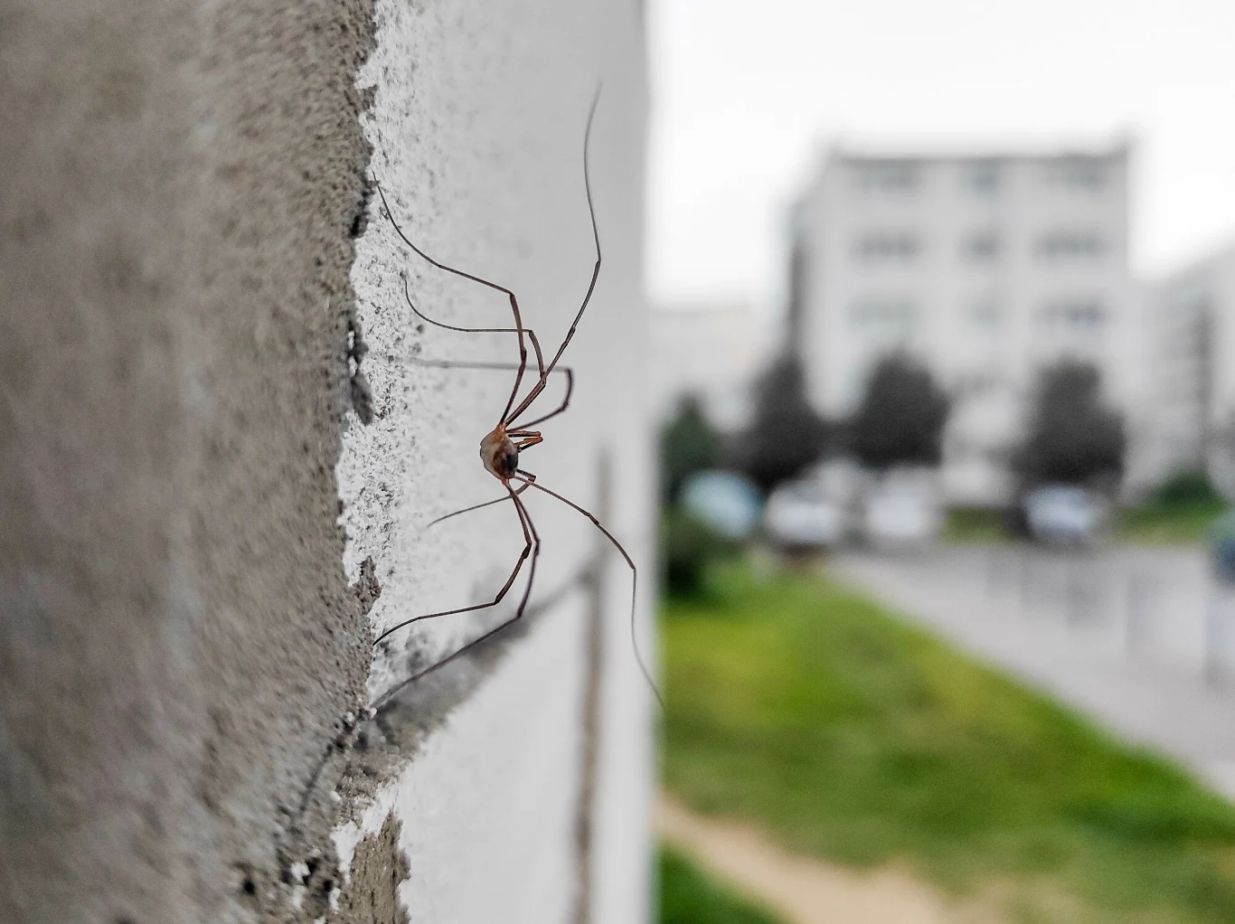Kosarz spaceruje w kierunku klatki schodowej Kosarz spaceruje w kierunku klatki schodowej