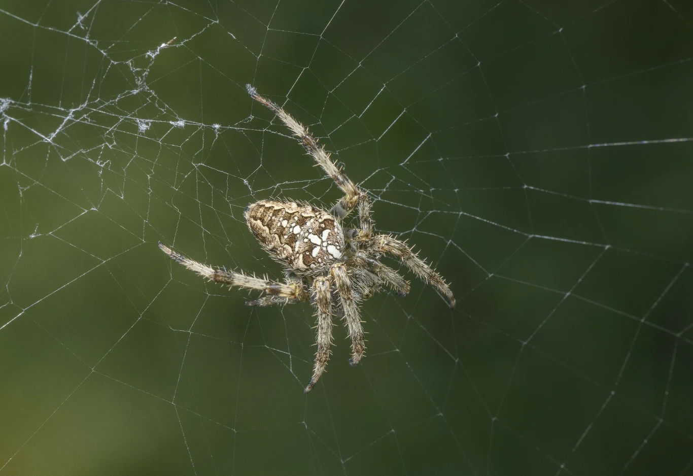 Araneus diadematus, czyli popularny w Polsce krzyżak Araneus diadematus, czyli popularny w Polsce krzyżak