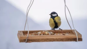 Jakie ptaki zimują w Polsce i co jedzą, gdy jest mróz?