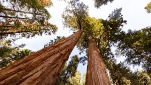 Oto najstarszy las na ziemi. "Te drzewa widziały dinozaury" 