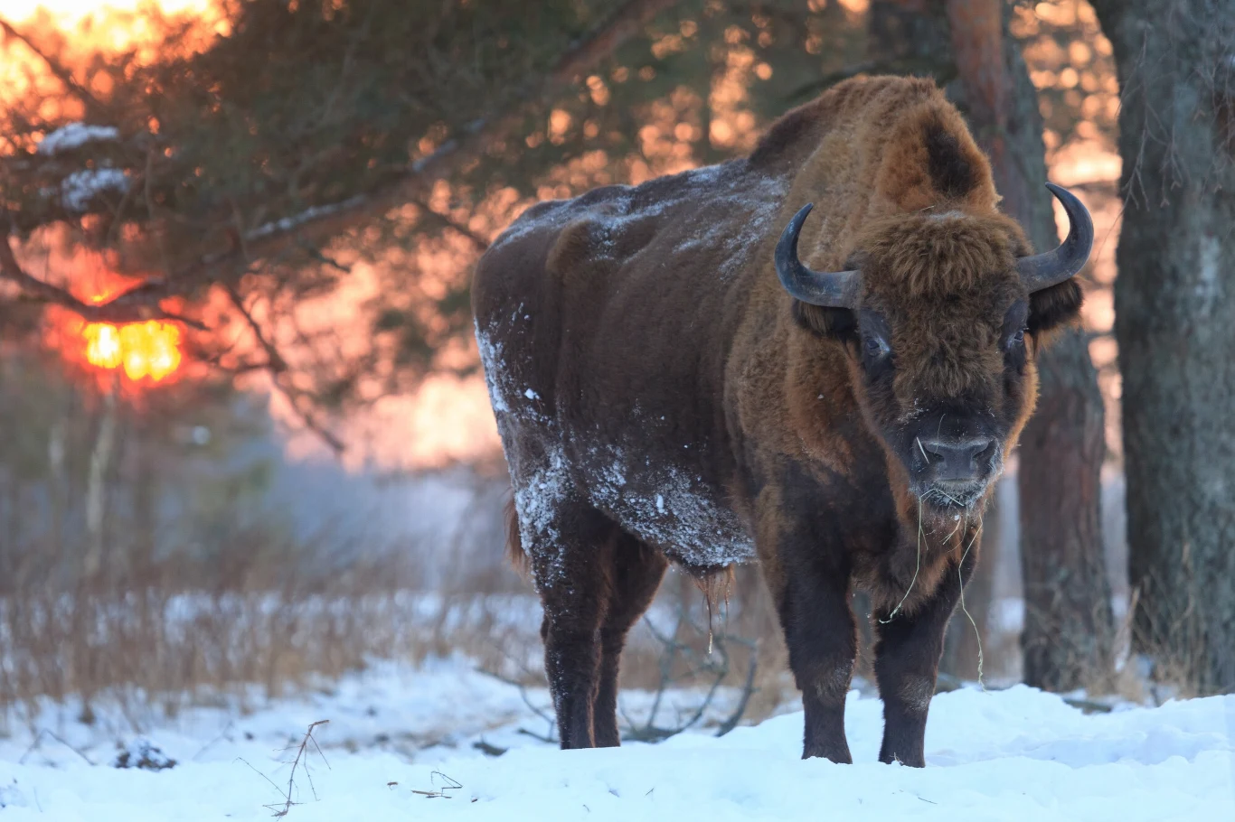 Za dokarmianie niektórych zwierząt bez wiedzy specjalistów może nam grozić kara. Warto wiedzieć, jakie są przepisy Za dokarmianie niektórych zwierząt bez wiedzy specjalistów może nam grozić kara. Warto wiedzieć, jakie są przepisy