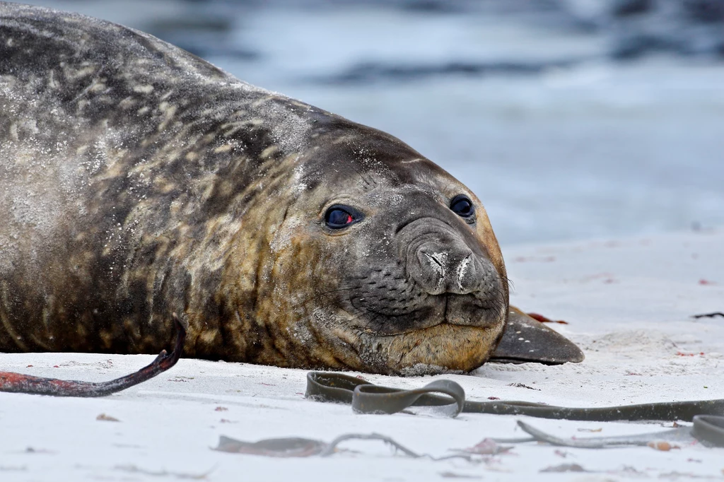 Na wirusa narażone są szczególnie młode foki i słonie morskie