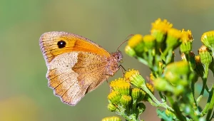 Motyle dopasowują się do zmian klimatu. Mają sprytny sposób