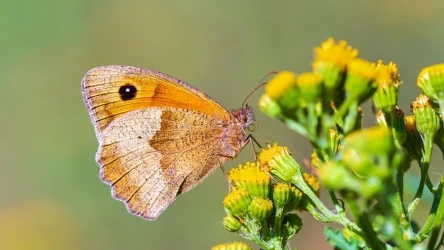 Motyle z gatunku przestrojnik jurtina (Maniola jurtina) dopasowują swój wygląd do wysokich temperatur - uważają naukowcy z Wielkiej Brytanii