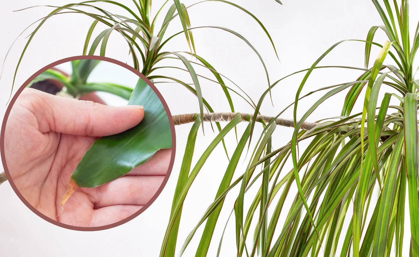 Co zrobić, gdy liście draceny zaczynają usychać? Co zrobić, gdy liście draceny zaczynają usychać?