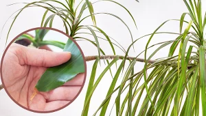 Liście draceny usychają? Winna może być ta czynność 