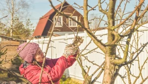 Pamiętaj o tym zabiegu zimą, a drzewka owocowe odwdzięczą się latem