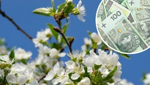 Posadź w ogrodzie drzewko dobrobytu. Przyciągnie bogactwo i miłość do twojego domu