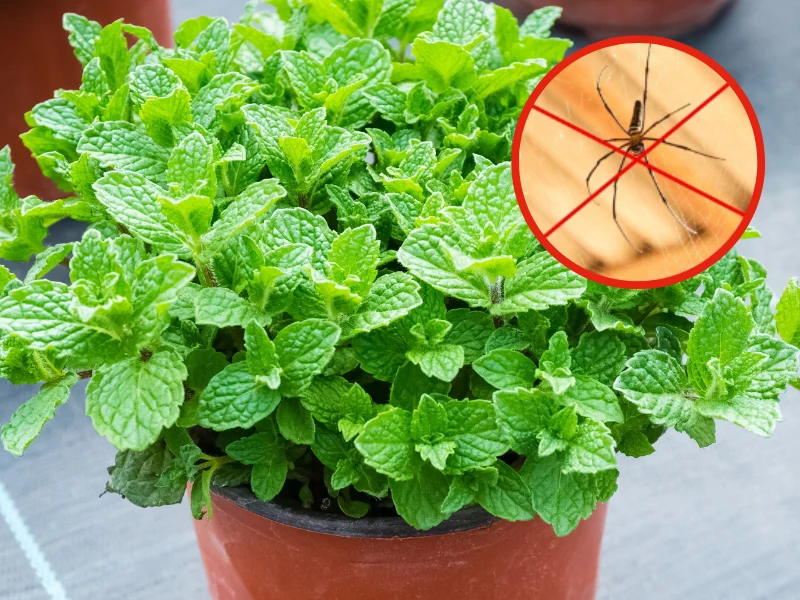 Mięta pieprzowa szybko się rozrasta. To pożyteczna roślina, która ekspresowo wypędzi pająki z twojego mieszkania Mięta pieprzowa szybko się rozrasta. To pożyteczna roślina, która ekspresowo wypędzi pająki z twojego mieszkania