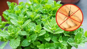 Postaw tę roślinę na parapecie, a pająki w mig wyniosą się z mieszkania. Działa lepiej, niż kapeć i gazeta