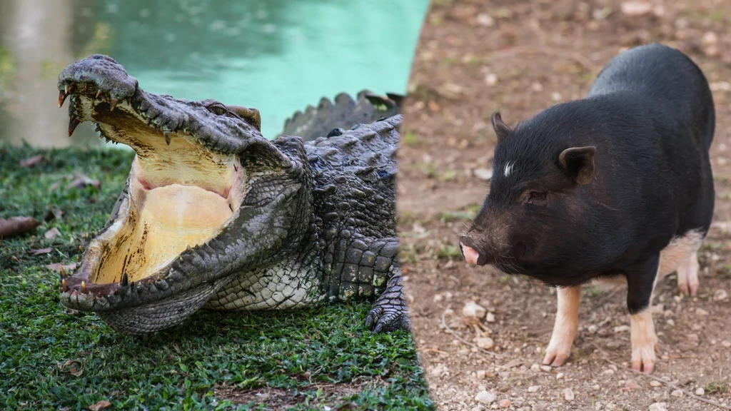 Nowo odkryty aetozaur mógł przypominać połączenie krokodyla i świni