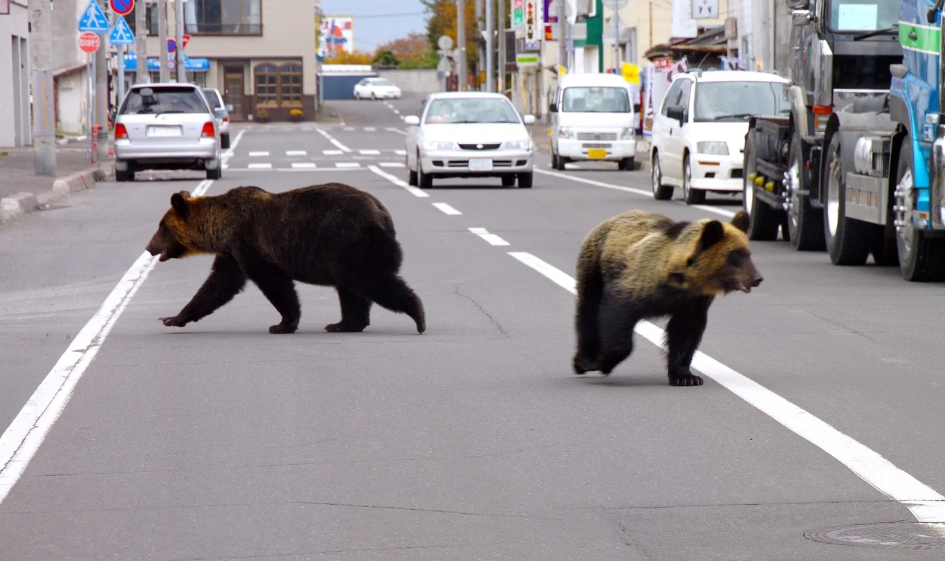 Niedźwiedzie idące ulicą Shari na północy wyspy Hokkaido w Japonii. Zdjęcie lokalne władze wykorzystały w 2010 r. do przygotowania ulotki ostrzegawczej dla mieszkańców. Niedźwiedzica (po lewej) i młoda samica pojawiły się w pobliżu szkoły podstawowej. Zostały zastrzelone przez myśliwych