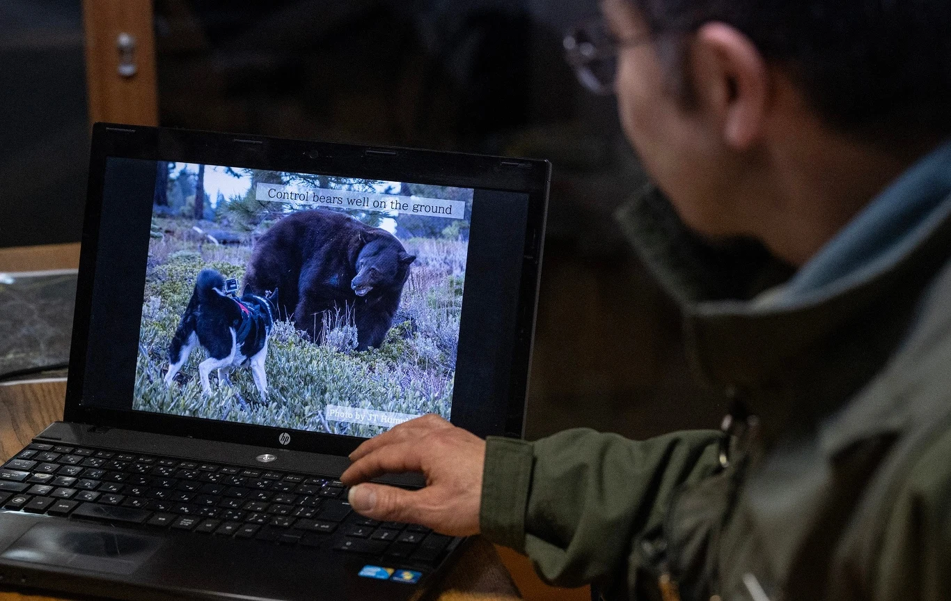 Junpei Tanaka, ekspert ds. dzikiej przyrody z Picchio Wildlife Research Center, w swoim biurze w pobliżu kurortu Karuizawa w prefekturze Nagano opowiada o unikalnej metodzie "pasania niedźwiedzi" 
