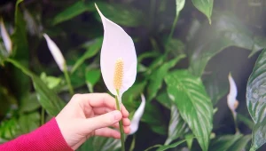 Zwiędły skrzydłokwiat szybko odżyje i rozkwitnie. Wlej naturalną odżywkę