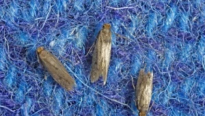 Moja babcia zawsze wkłada je na dno szafy. Mole trzymają się z daleka