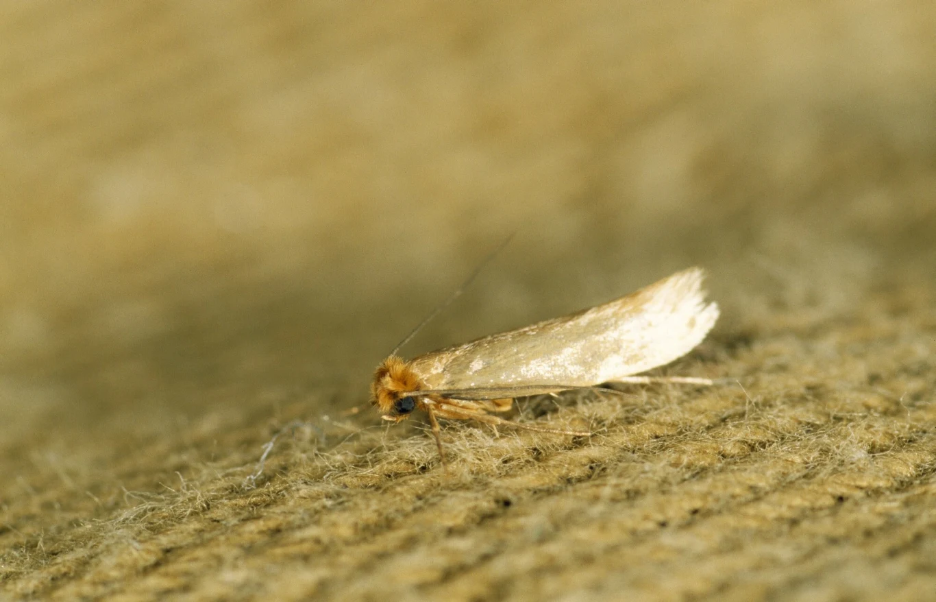 Mól odzieżowy to mały motyl nocny z rodziny molowatych Mól odzieżowy to mały motyl nocny z rodziny molowatych