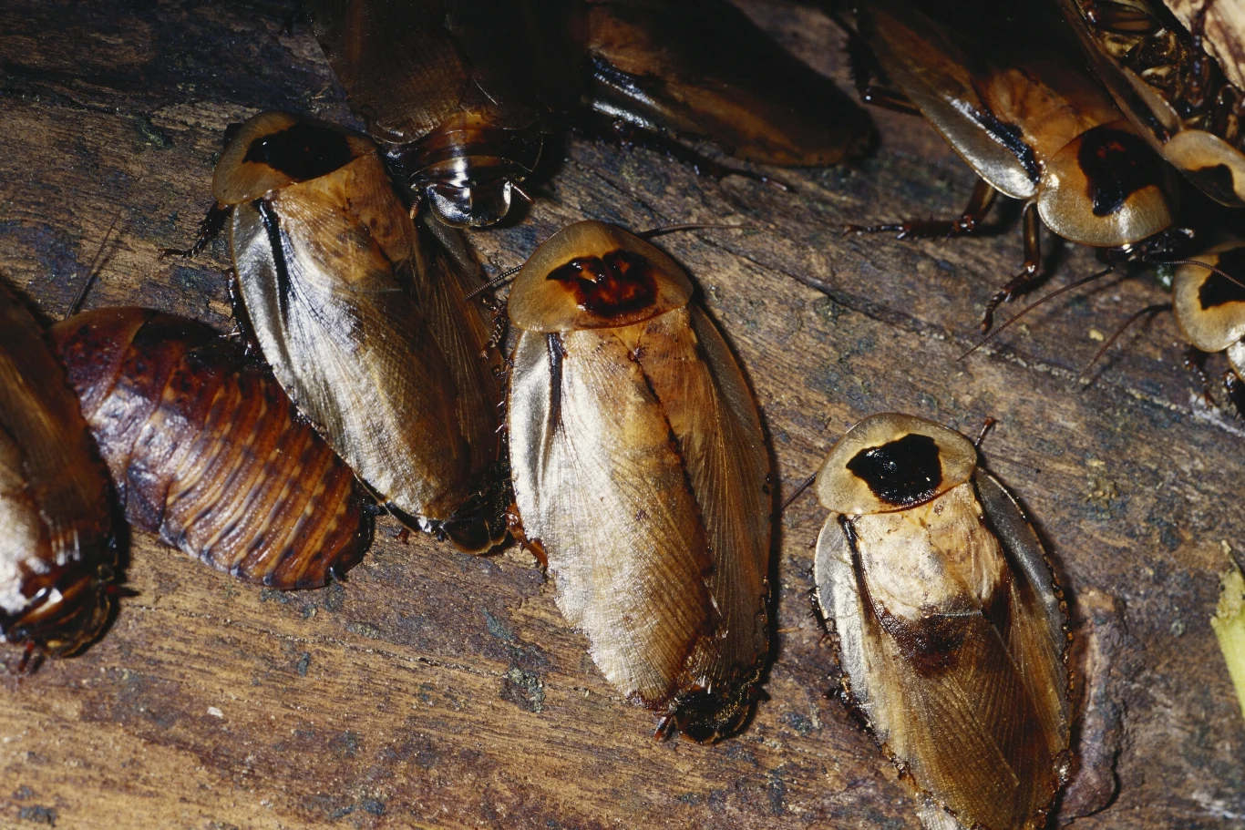 Karaluchy giganty nie są lubiane przez społeczności Karaluchy giganty nie są lubiane przez społeczności
