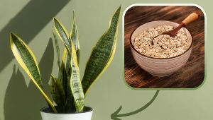 Zmieszaj z wodą i podlej sansewierię. Nowe liście ledwo pomieszczą się w doniczce