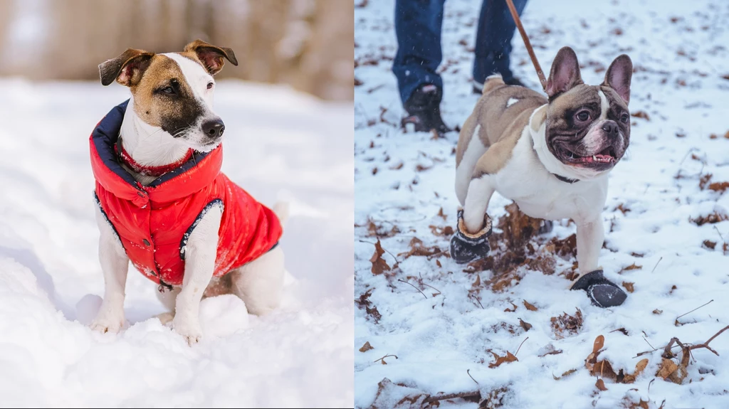 Jak zadbać o psy zimą? Podstawowe środki ochrony naszych czworonogów przed mrozem to różnego rodzaju ubranka. Warto również zadbać o psie łapki