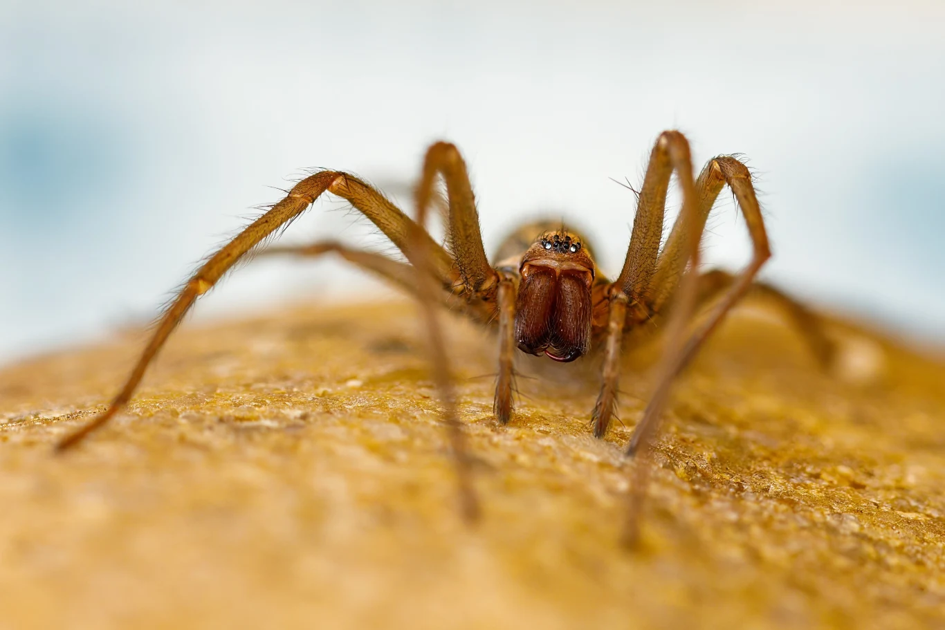 Kątniki domowe mogą robić wrażenie swoim rozmiarem, przerażać i straszyć. Nie warto ich jednak zabijać - to bardzo pożyteczne stworzenia