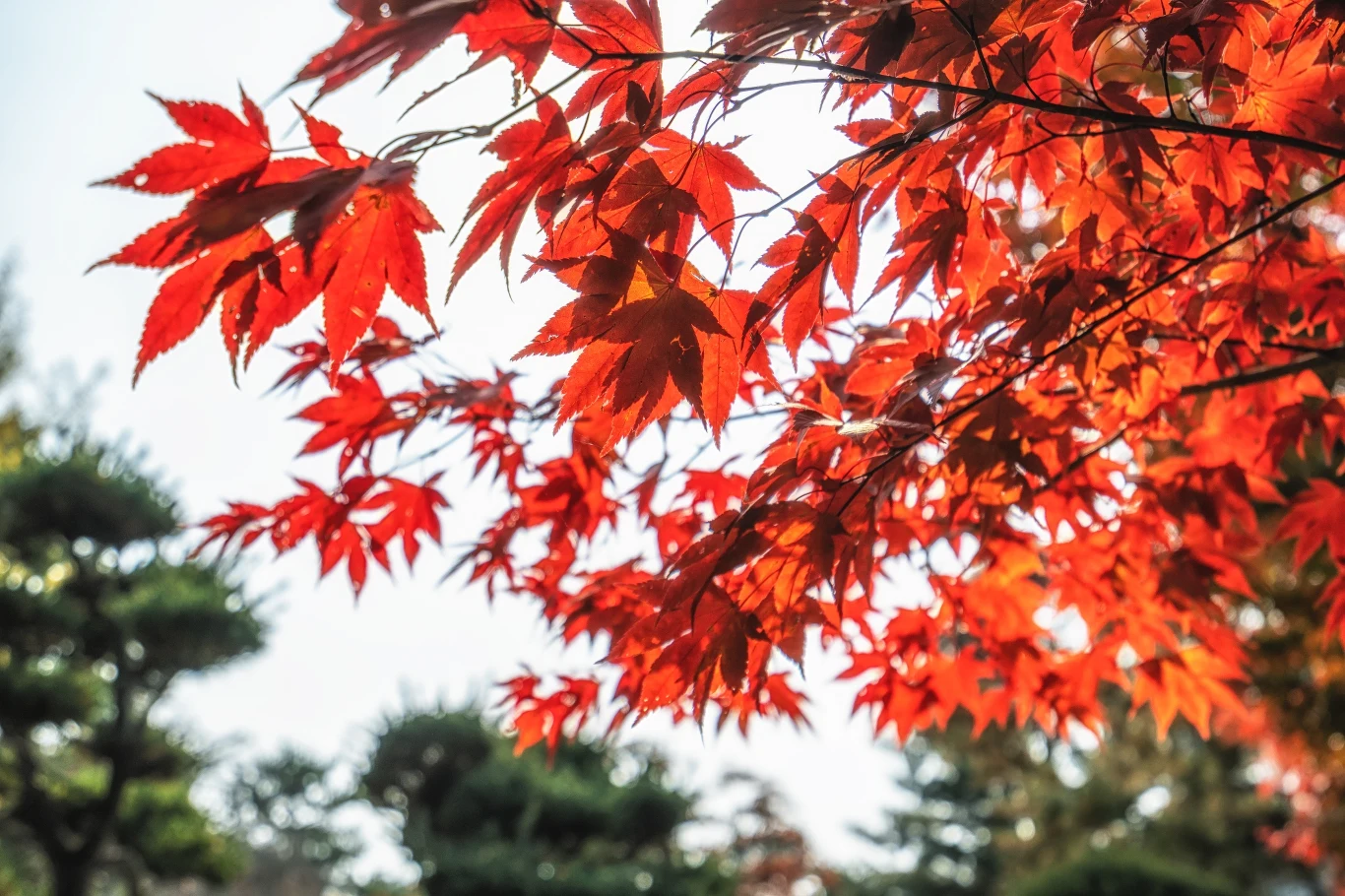 Klon to drzewo o pięknych liściach i sporej wytrzymałości.