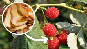 Nie wyrzucaj obierków z ziemniaków. Rośliny w ogrodzie będą po nich rosły jak na drożdżach